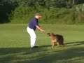 Zambi von Haus Barkus Schutzhund obedience Zambi von Haus Barkus Schutzhund obedience