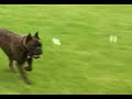 virtual fence dog containtement 2 virtual fence dog containtement 2