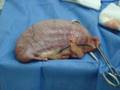 CIRUGIA CANINOS HALLAZGOS EN OVH