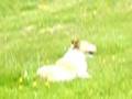 ruby the  famous cute dog frolicking