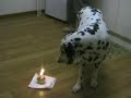 mannys birthday mannys birthday