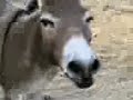 El burro burlon