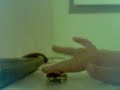 360-flip-on-fingerboard.html