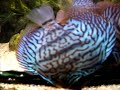 MY DISCUS TURKS  BLUE CHECKERBOARDS RED DIAMONDS