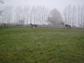 Foaly 2