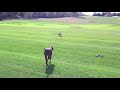 Some extremely tense moments when a domesticated dog an unsuspecting wild wolf.