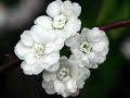 Stefan Hrusca - Florile dalbe -White flowers Christmas Carol