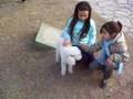 Caniche video