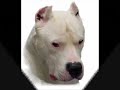 Dogo Argentino T.R