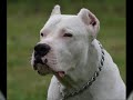 Dogo Argentino T.R