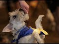G�teborg Horse Show 2008