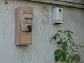 Bird box with a face
