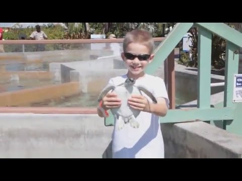 A Visit to the Cayman Turtle Farm