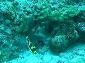 Juvenile Sweetlips