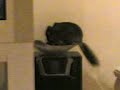 gigio velocity