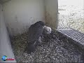 Peregrine Falcons in the Netherlands
