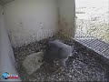 Peregrine Falcons in the Netherlands