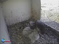 Peregrine Falcons in the Netherlands