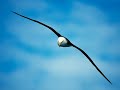 IN ANOTHER LIFE (SAVE THE ALBATROSS)