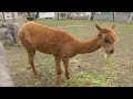 Click here to watch this video 2011年11月5日 剣淵町ビバアルパカ牧場 クッキー