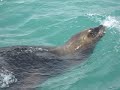 sea lion~