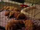 Daintree Duck Tollers- All are asleep