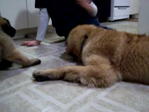 leonberger