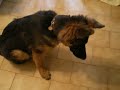 long hair german shepherd puppie