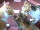 Katzen streiten sich ums Fleisch