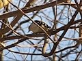 Downy Woodpecker foraging with Golden-crowned Kinglet call