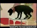 Amazing Japanese Dog Amazing Japanese Dog
