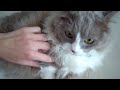 \"Fighting\" with eskybaby (munchkin cat). \"Fighting\" with eskybaby (munchkin cat).