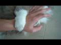 videos de 