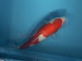 Tategoi-koi koi stock 200063 Tategoi-koi koi stock 200063