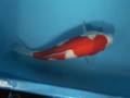 Tategoi-koi koi stock 200063