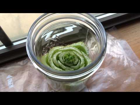 how to transplant celery