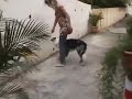 OB�RYTHM�E: travail du slalom ma�tre recule- chien avance