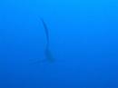 Thresher Shark
