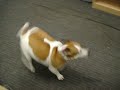 MY JACK RUSSELL