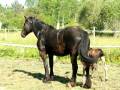 Newborn colt 2007 horse.MOV