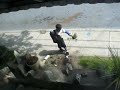 Click here to watch this video Flower Vandal Day 2 Attack