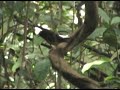 White-Rumped Shama