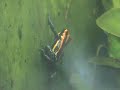 Dendrobates amazonicus calling