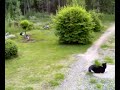 Cats in Jakobsberg Cats in Jakobsberg