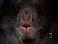 eating bats