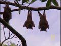 Eating Bats Eating Bats