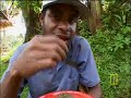 eating bats