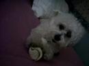 Meu Nenee