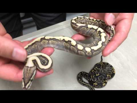 YouTube reptile video