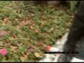 Watering While Walking